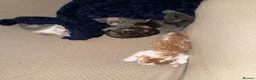 Mixed Breed cats for sale: Bengal Cross Boy Kittens Ready for loving homes - Advert 4