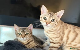 Bengal cats for sale: Snow lynx bengal male need gone asap - Image 2
