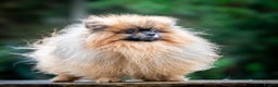 Pomeranian dogs for stud: Outstanding  kc Small Compact Orange Stud Boy in Pontefract - Advert 3