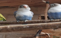 Lovebirds birds for sale: Lovebird  - Image 3
