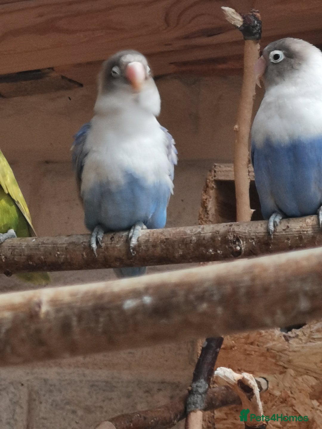 Lovebirds birds for sale: Lovebird  - Image 3