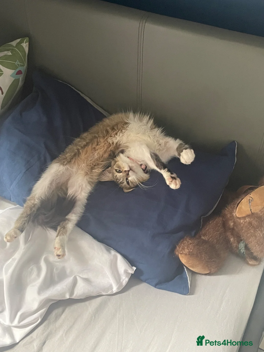 Mixed Breed cats for sale: Meet Minnie  in Southampton - Advert 2