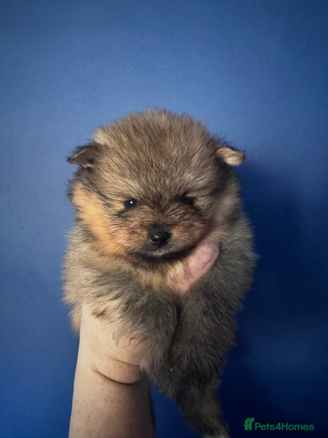 Pomeranian dogs for sale: 🏆 KC HEALTH TESTED POMERANIAN PUPPIES 🏆  - Image 1