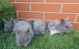 Lionhead rabbits for sale: Double Maned Lionhead babies 8 week old - Image 4