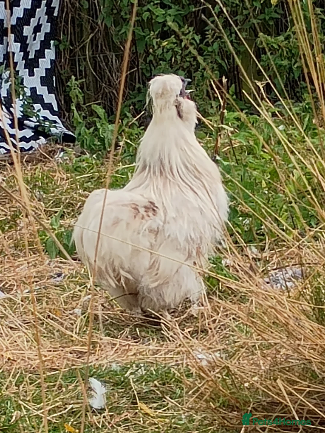 Chickens poultry for sale: 3 silkie cockerels - Advert 2