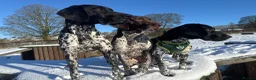 German Shorthaired Pointer dogs for stud: Exceptional lines, KC reg fully health tested stud - Advert 5