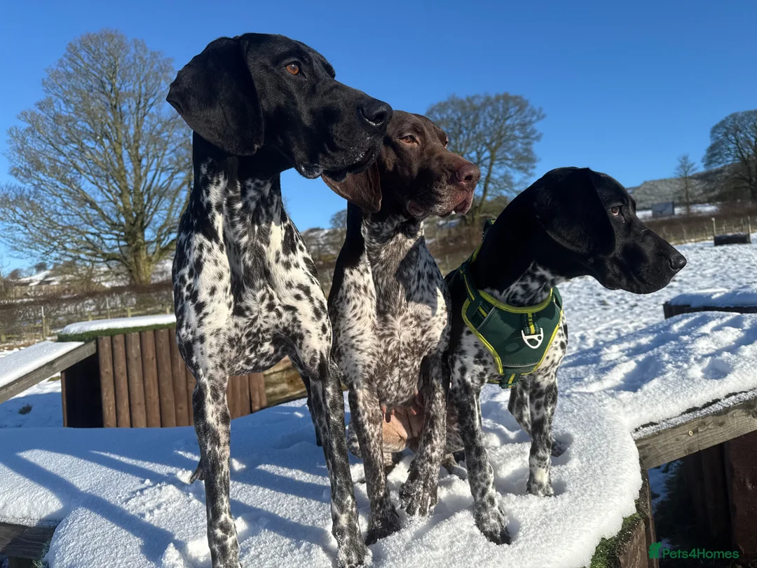 German Shorthaired Pointer dogs for stud: Exceptional lines, KC reg fully health tested stud - Advert 5