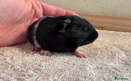 Guinea Pig rodents for sale: Pair of female guinea pigs  - Image 6