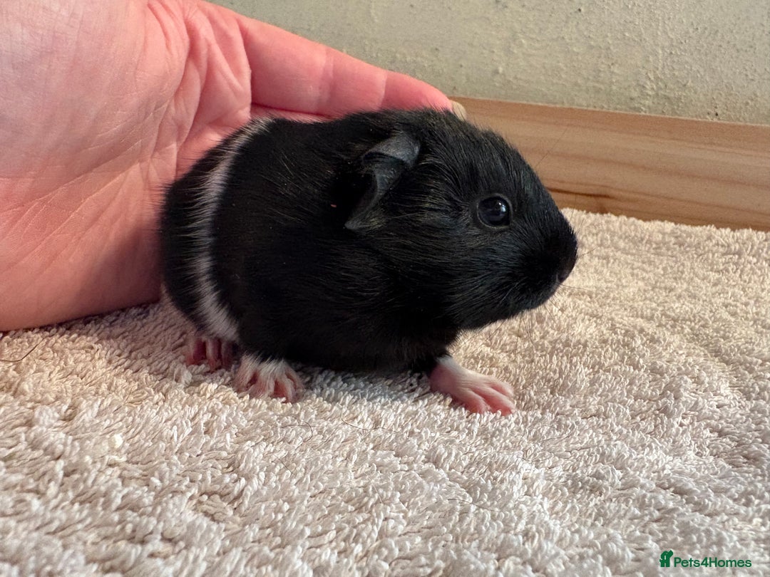 Guinea Pig rodents for sale: Pair of female guinea pigs  - Image 6