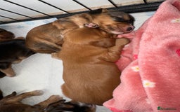 Cocker Spaniel dogs for sale: Show cocker spaniels  - Image 25