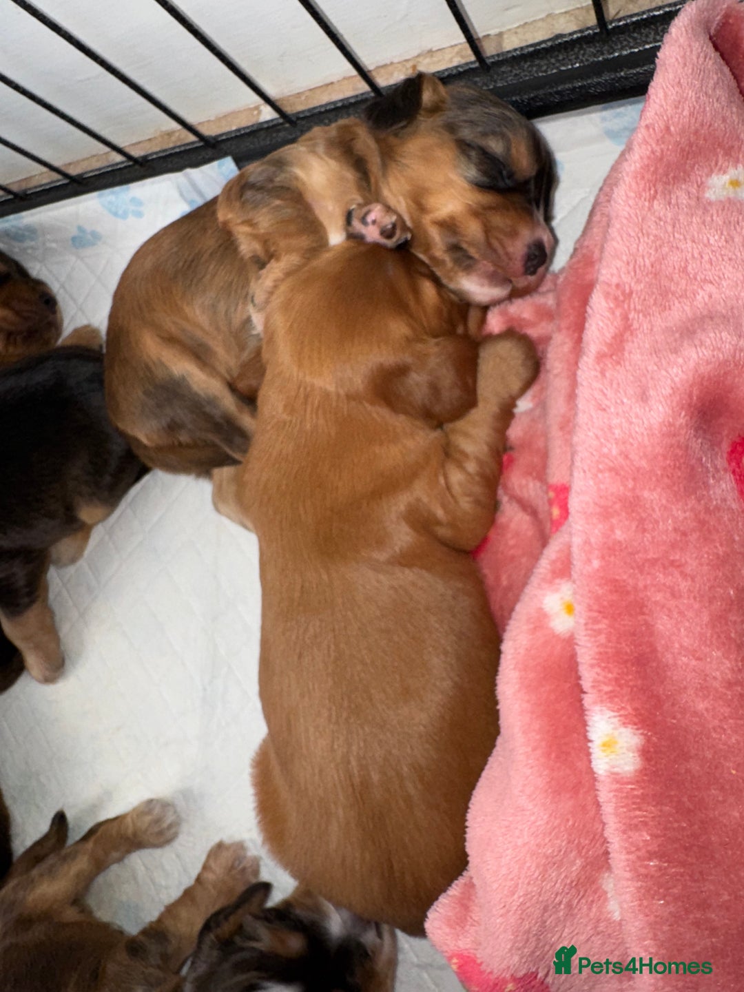 Cocker Spaniel dogs for sale: Show cocker spaniels  - Image 25