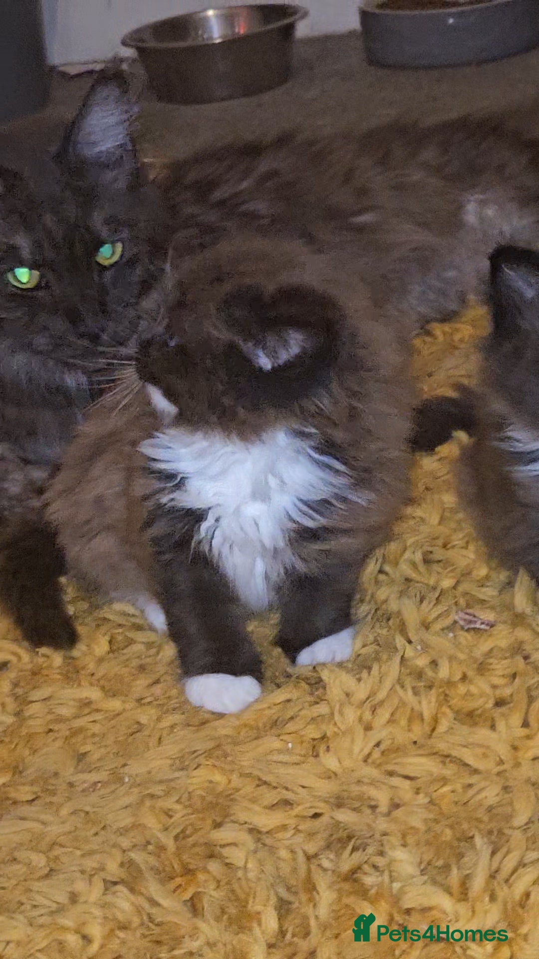 Maine Coon cats for sale: Perfect maine coon cross ragdoll  - Advert 2