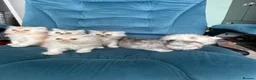 Persian cats for sale: Beautiful Persian Kittens Available forLovingHomes - Advert 18