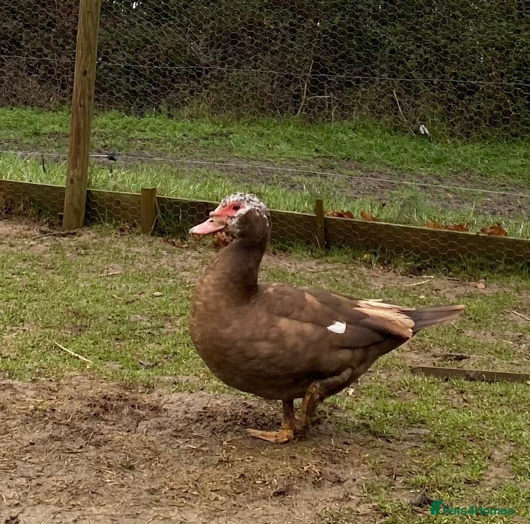 Ducks poultry Muscovy Ducks  - Advert 6
