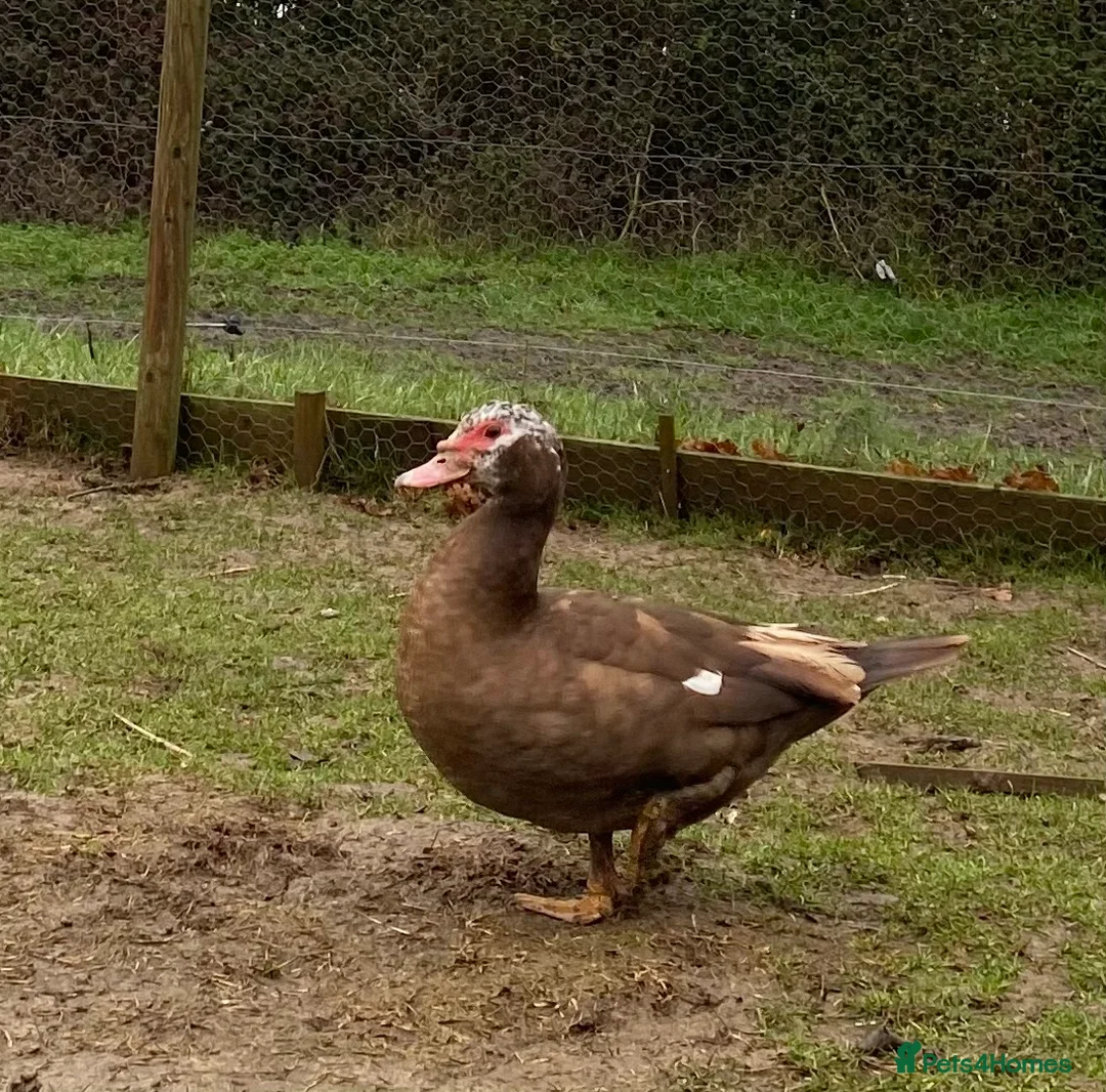 Ducks poultry for sale: Muscovy Ducks  - Advert 1