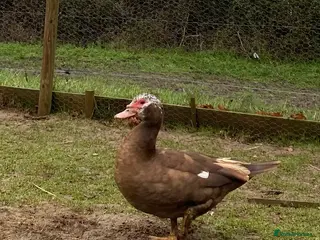 Ducks poultry Muscovy Ducks - Advert 6