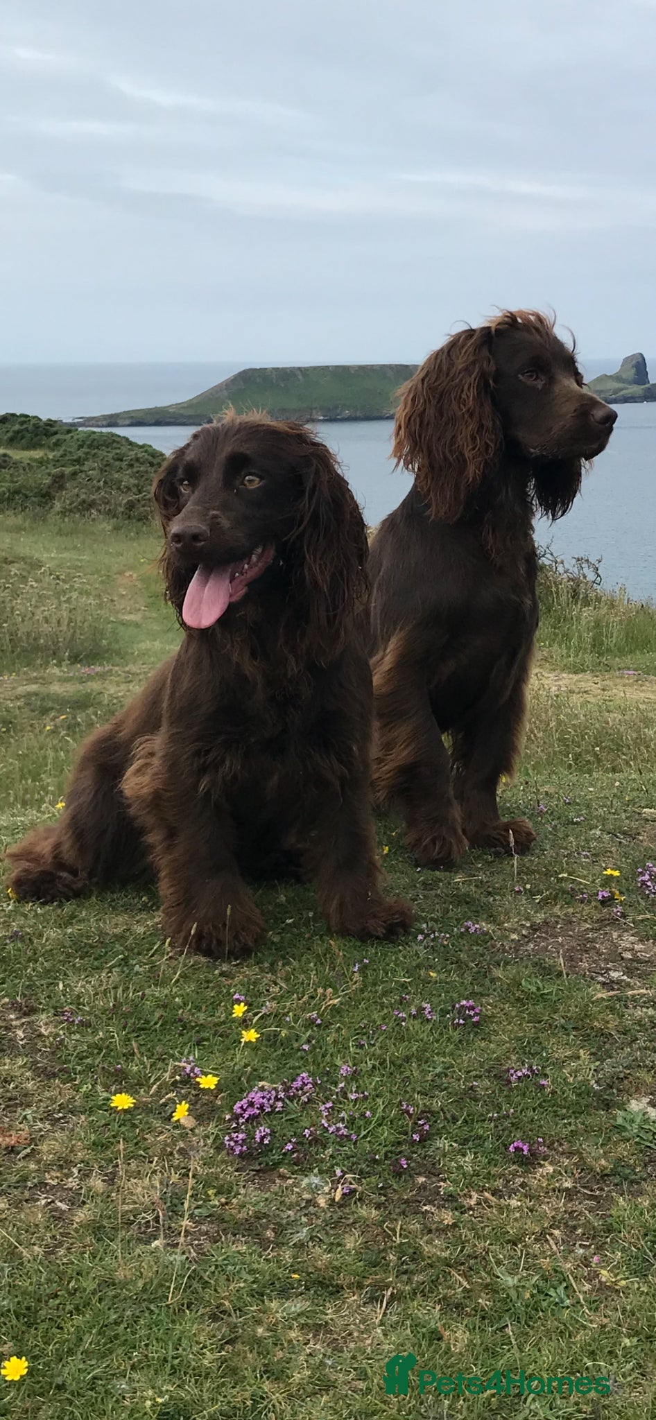 Cocker Spaniel dogs FOR SALE Cocker spaniel pups  - Advert 1