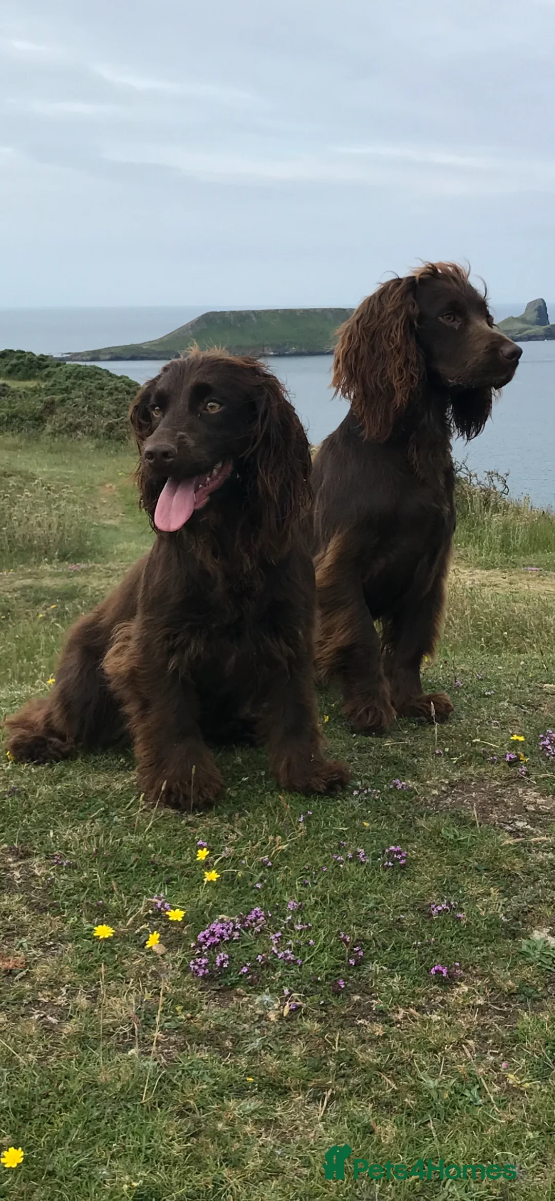 Cocker Spaniel dogs for sale: FOR SALE Cocker spaniel pups  - Advert 1