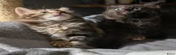 Ragdoll cats for sale: Pair of Ragdoll/Tabby Kittens ..... Bear & Tia  - Advert 8