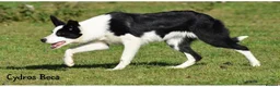 Border Collie dogs for sale: PURE-BRED BORDER COLLIE PUPS  - Advert 12