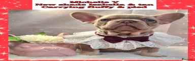 French Bulldog Puppy 5