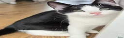 Mixed Breed cats for sale: Calico litter - Advert 17