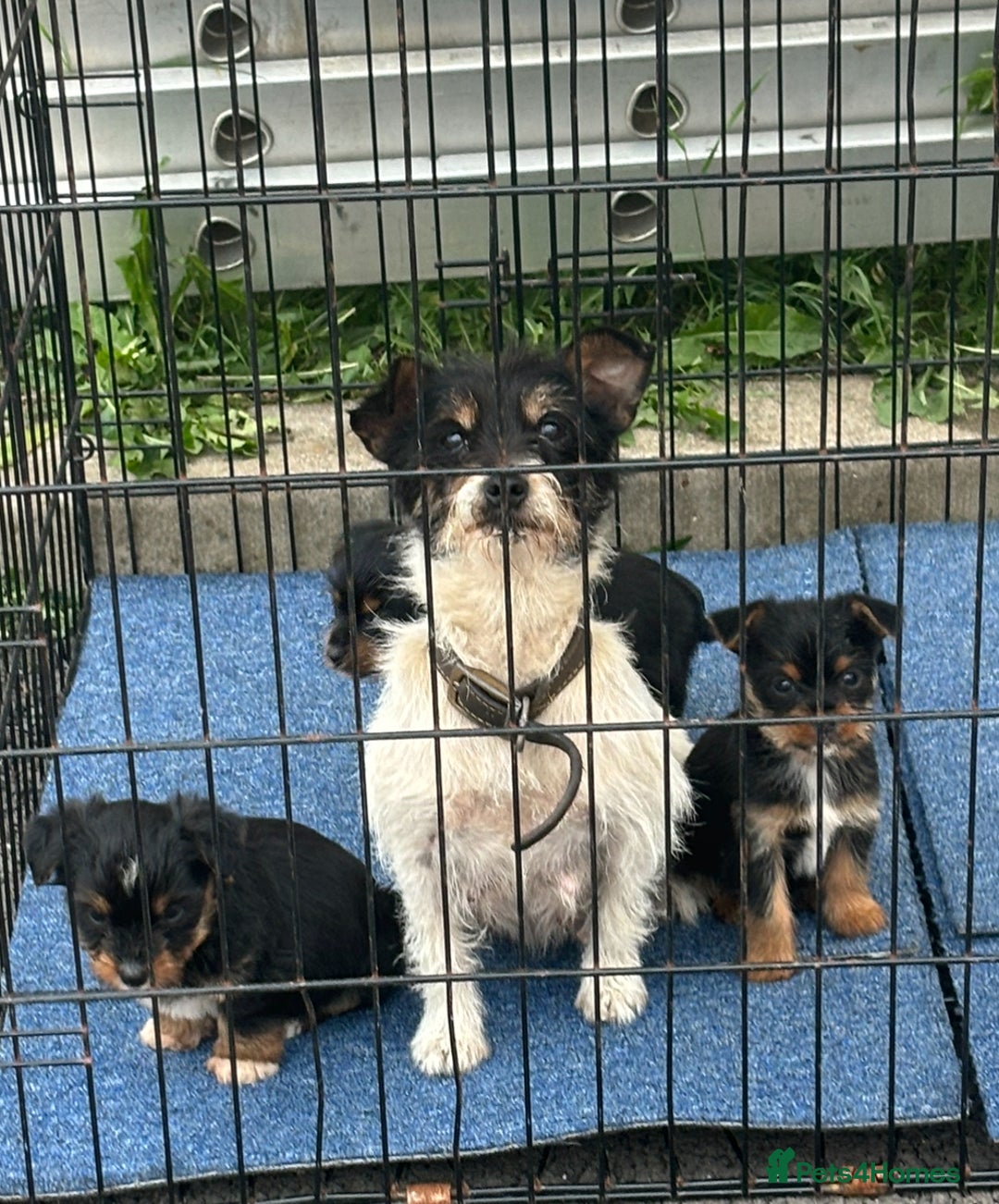 Mixed Breed dogs for sale: 3 beautiful yorkie Russell for sale  - Image 8