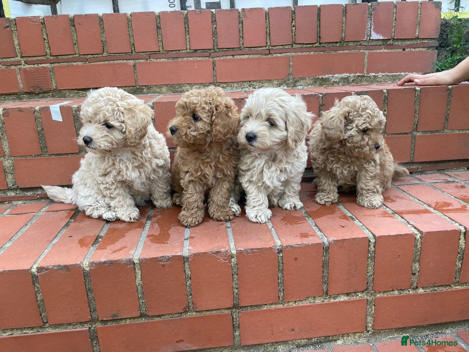 Maltipoo dogs Maltipoo pupies for sale  - Advert 1