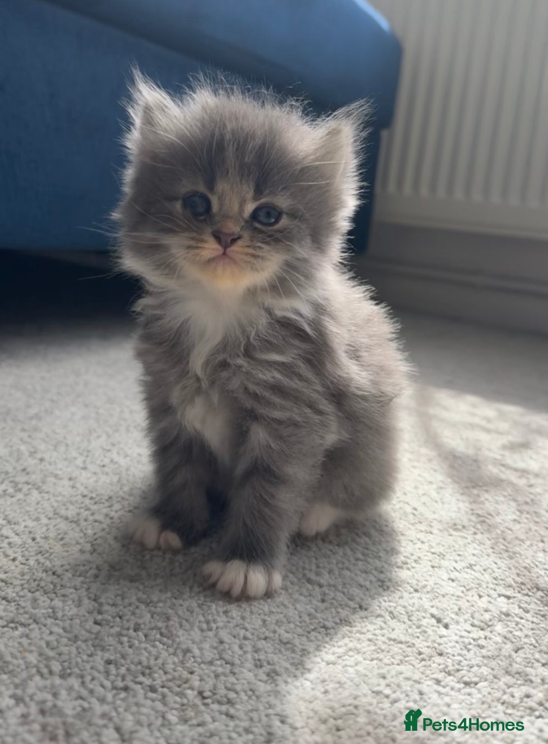 British Longhair cats for sale: British longhair X British Blue - Image 9