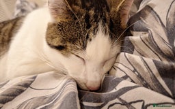 Domestic Shorthair cats for sale: Male cat ******  - Image 5