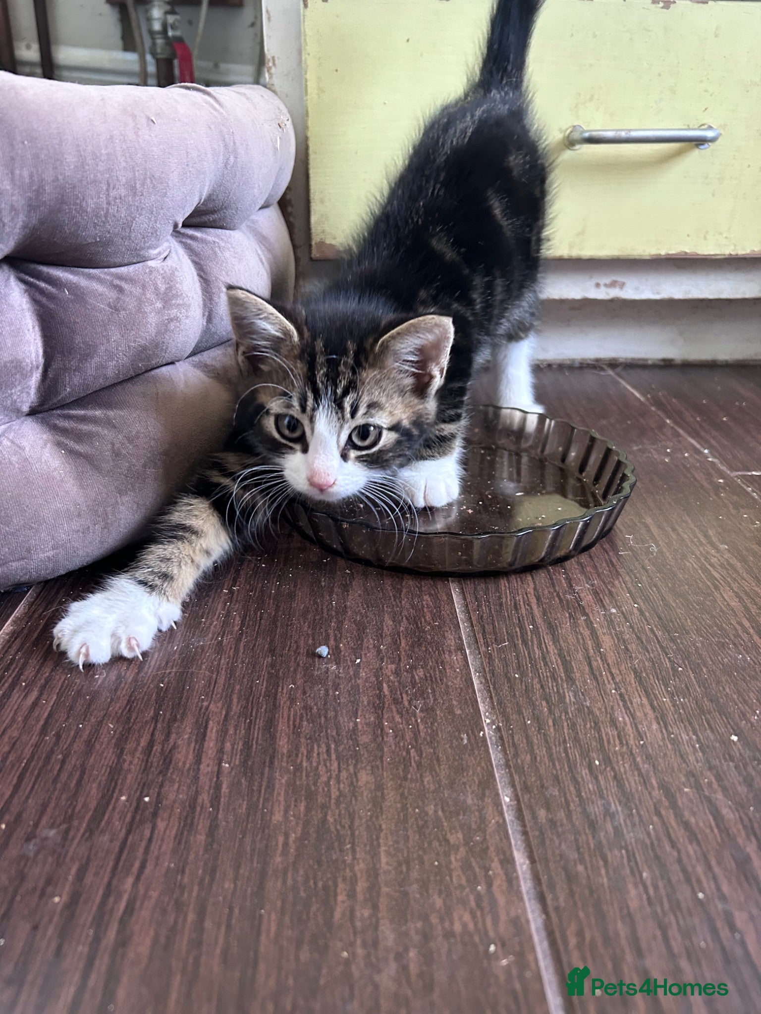 Mixed Breed cats Three friendly kittens  - Advert 3