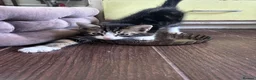 Mixed Breed cats for sale: Three friendly kittens  - Advert 5