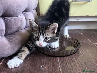 Mixed Breed cats Three friendly kittens - Advert 3