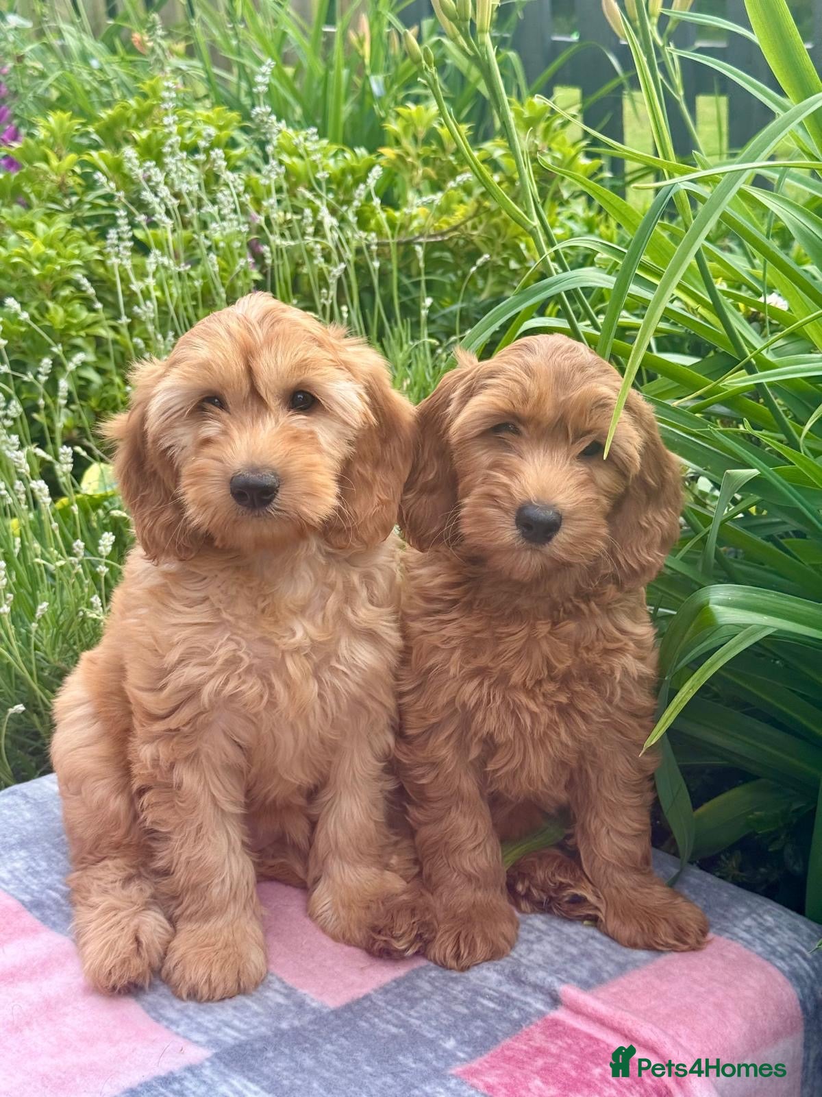 Cockapoo dogs 2 left f1 dna tested clear cockerpoos puppies  - Advert 1