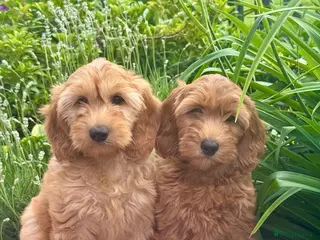Cockapoo dogs 2 left f1 dna tested clear cockerpoos puppies - Advert 1