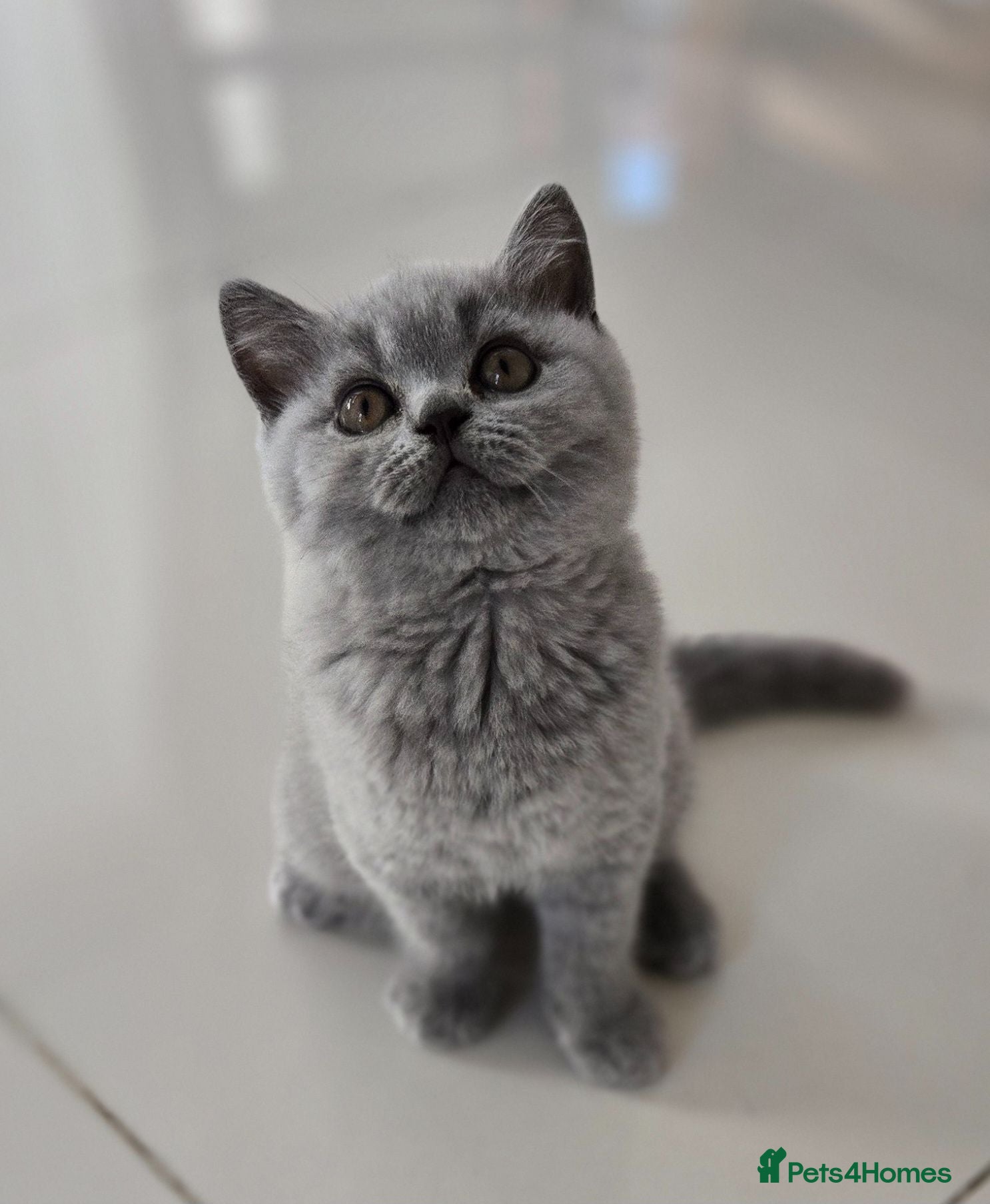 British Shorthair cats GCCF registered Imperial Grand Champion dad 🏆😍  - Advert 14