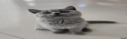 British Shorthair cats for sale: GCCF registered, ready to collect next week! - Advert 2