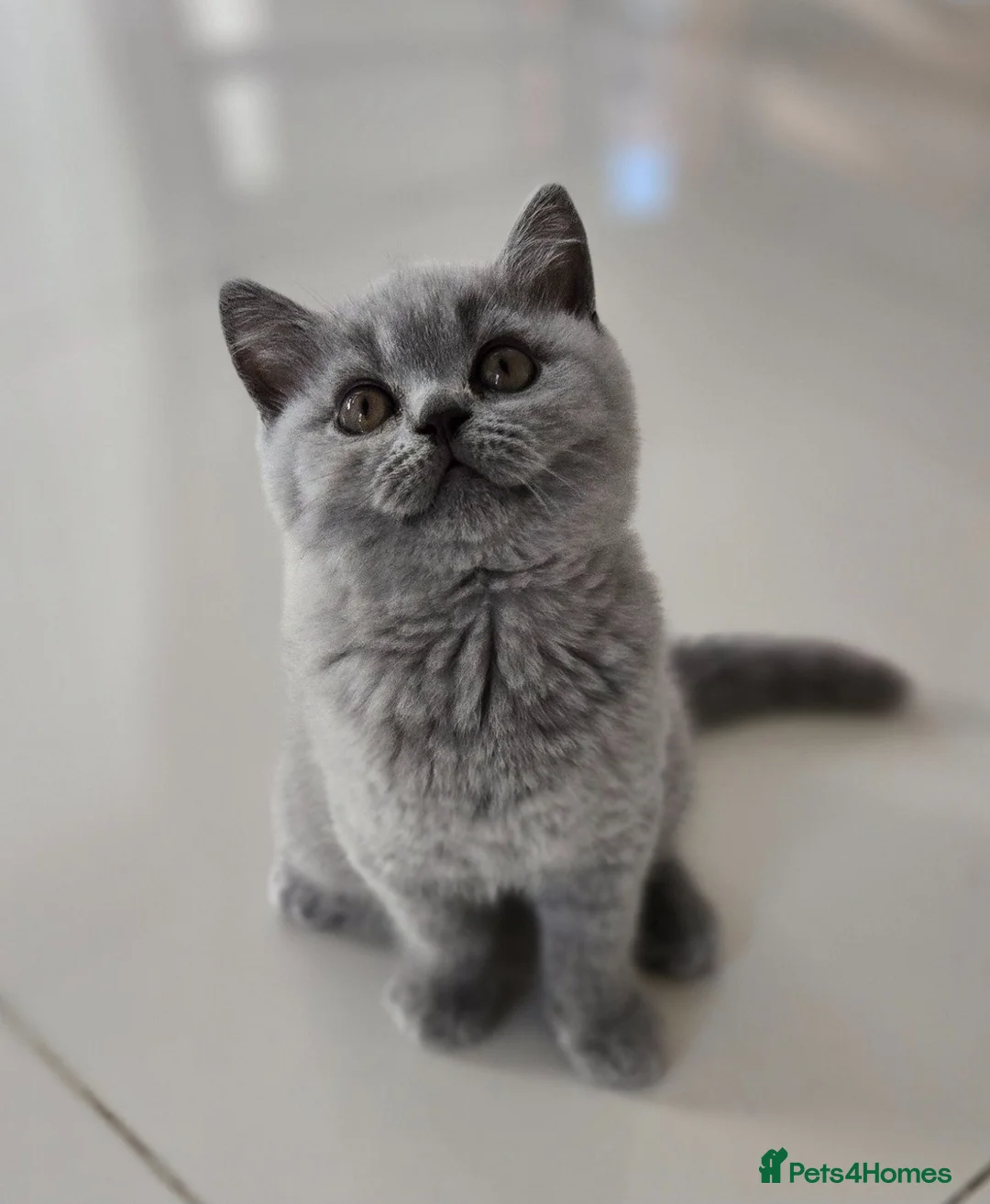 British Shorthair cats for sale: GCCF registered, ready to collect next week! - Advert 2