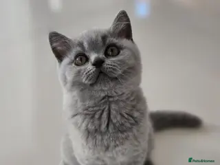 British Shorthair cats GCCF registered Imperial Grand Champion dad 🏆😍 - Advert 14