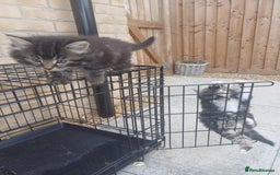 Norwegian Forest Cat cats for sale: 😸Kittens looking for a new family😸 - Image 5