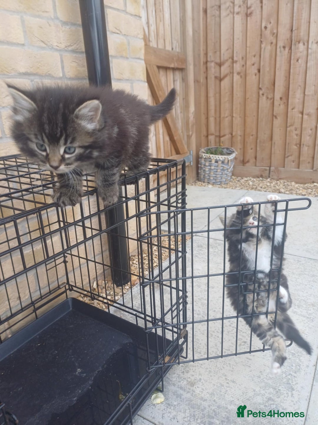Norwegian Forest Cat cats for sale: 😸Kittens looking for a new family😸 - Image 5