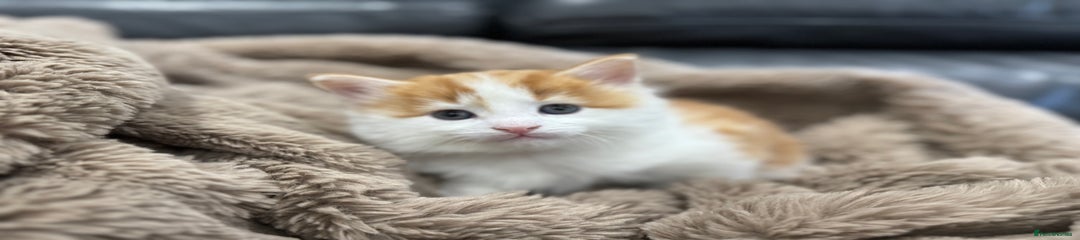 Domestic Shorthair Kitten 1