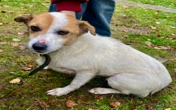 Jack Russell dogs for adoption: Jackie: The Little Dog Left to Freeze - Image 6