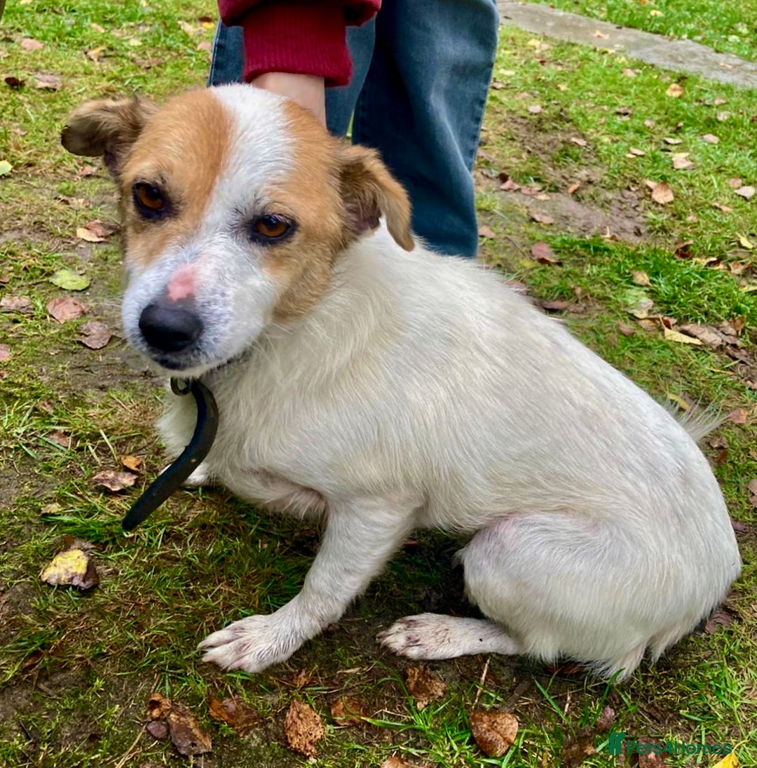 Jack Russell dogs for adoption: Jackie: The Little Dog Left to Freeze - Image 6