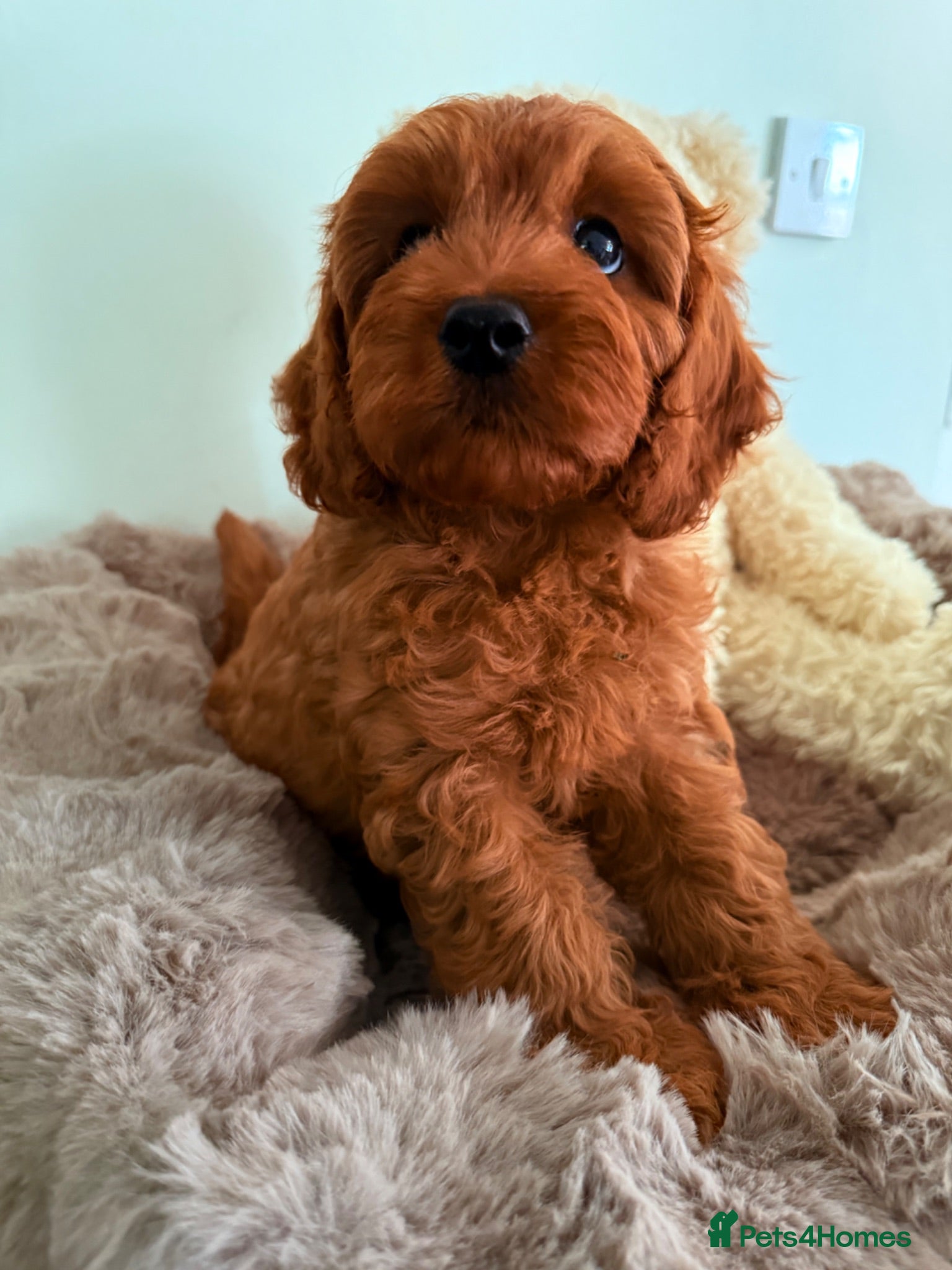 Cavapoo dogs F1, Full DNA tested & health checked clear parents - Advert 1