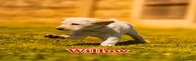Willow