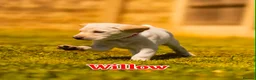Goldador dogs for sale: 11 Goldador puppies *Ready to leave now* - Advert 33