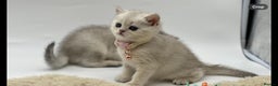 Scottish Fold cats for sale: Beautiful Scottish Straight Kittens - Advert 10