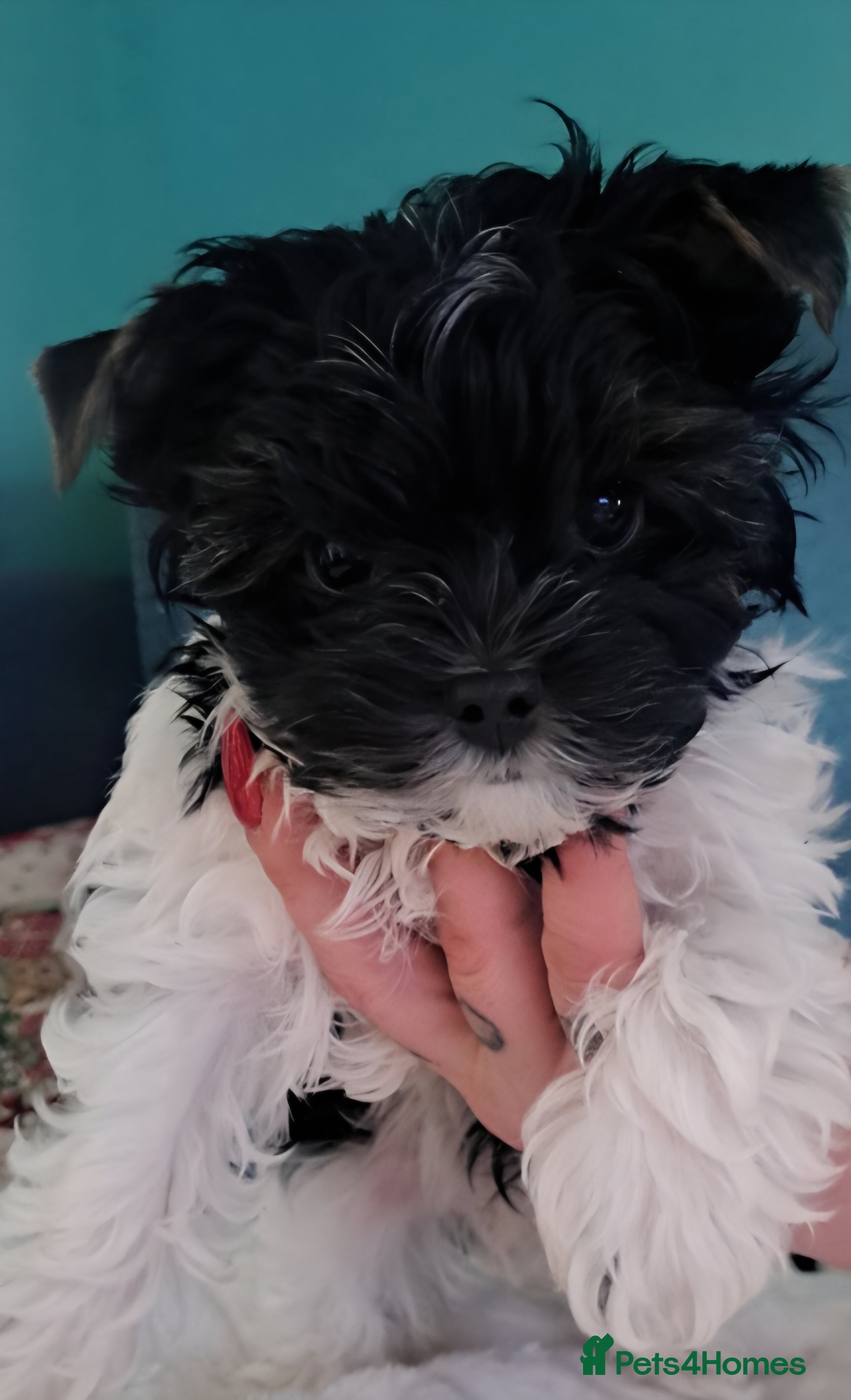 Yorkshire Terrier dogs READY TO GO, ONLY 1 LEFT❗Little Yorkshire Terrier. - Advert 1