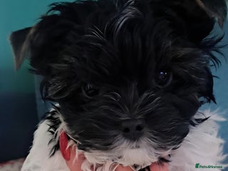 Yorkshire Terrier dogs READY TO GO, ONLY 1 LEFT❗Little Yorkshire Terrier. - Advert 1